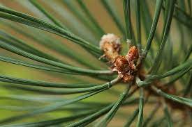 If you are interested in learning more about the resources that we have available for. Why Is My Pine Tree Losing Its Needles Greener Ideal