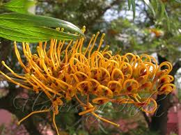 Image result for Grevillea robusta