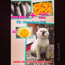 Cara nak merawat kucing cirit birit. Merawat Kucing Yang Mengalami Cirit Birit