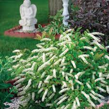 Best flowering occurs with 4 hours of sun per day. Little Henry Sweetspire Itea Virginica Proven Winners