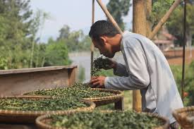 We did not find results for: Melirik Budidaya Superfood Sacha Inchi Daun Biji Cangkang Hingga Ampasnya Bernilai Ekonomi Halaman All Kompas Com