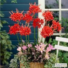 Pin On Red Flowers