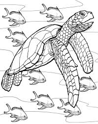 Download and print these printable ninja turtles coloring pages for free. Advanced Turtle Coloring Sheet