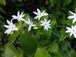 Image result for Jasminum multiflorum