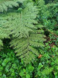 Image result for Cyathea manniana