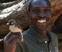 The Bird That Makes Others Do Their Dirty Work (13 pics) » Nevsedoma