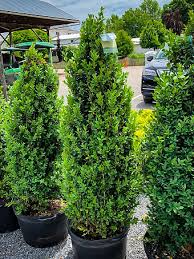 The winter gem japanese boxwood is a very useful garden plant, whether clipped into a hedge, as specimens, or left to grow naturally. Winter Gem Boxwoods For Sale Online The Tree Center