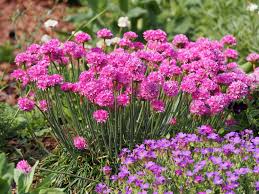 Jetzt pflanzen und gartenzubehör online kaufen! Die 10 Schonsten Pflanzen Fur Den Steingarten Plantura