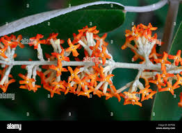 Image result for Buddleja madagascariensis