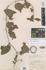 Image result for Tricliceras auriculatum