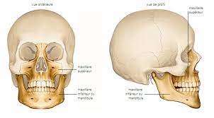 Chacune des deux parties qui forment le bec des oiseaux. Maxillaire Inferieur Ou Mandibule Larousse