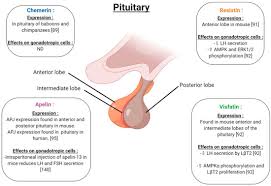 Not to be confused with pacora. Ijms Free Full Text Involvement Of Novel Adipokines Chemerin Visfatin Resistin And Apelin In Reproductive Functions In Normal And Pathological Conditions In Humans And Animal Models Html