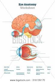 It is composed of five parts; Eye Anatomy Blank Worksheet Printable Test Illustrations Brain And Eye Anatomical Cross Section Di Stock Images Page Everypixel