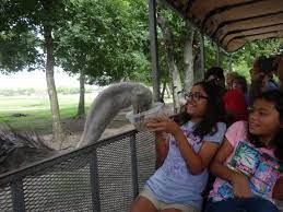 Go On A Safari In Alvin Texas At The Bayou Wildlife Zoo Bayou Explore Houston Wildlife Park
