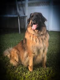 Leonberger Wikipedia