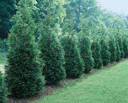 In cultivation, thuja plant 'green giant' is superior to most all other fast growing evergreen conifers for many reasons. Green Giant Arborvitae Green Giant Arborvitae Privacy Trees Green Giant Thuja