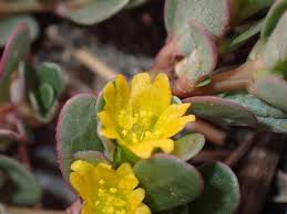 Image result for Portulaca oleracea