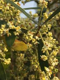 Olea Africana African Olive Wild Olive Indian Olive Trees To Plant Wild Olive Growers