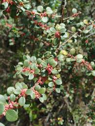 Image result for Myrsine