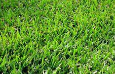 When To Plant Grass Seed In Your State Bermuda Grass Seed Bermuda Grass Best Grass Seed