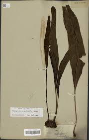 Image result for Elaphoglossum macropodium