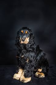 We did not find results for: Pet Photography By Caroline Trotter Just 65 For A Session