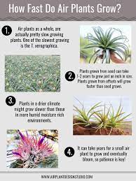 How Fast Do Air Plants Grow Air Plants Types Of Air Plants Air Plants Care