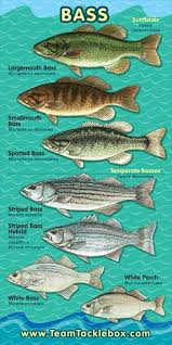 Know Your Stuff Fish Bass Fishing Fishing Supplies