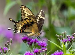 Image result for Vernonia turbinella