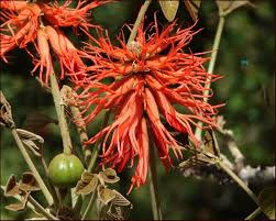 Image result for Erythrina abyssinica × lysistemon