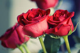 أجمل 40 خلفية عالية الدقة للورد الاحمر مداد الجليد beautiful flowers rose flowers