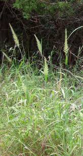 Image result for Setaria kagerensis