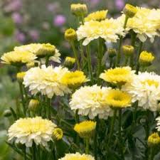 Perennials that bloom the first year from seed include some types of coneflower, blanket flower, hollyhock, foxglove, columbine, hibiscus, and more! Long Blooming Perennials For A More Beautiful Landscape