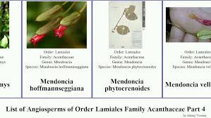 Image result for Megalochlamys