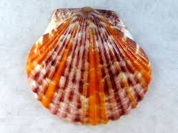 Sunset Serenade Scallop Sea Shell Decor Sea Shells Beautiful Fish