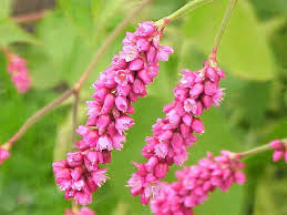 Image result for Vismia orientalis