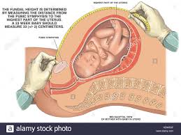 Pregnancy Measurement Of Fundal Height Stock Photo 7711566