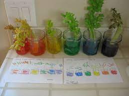 Check spelling or type a new query. Rainbow Celery Science 4 Superheroes