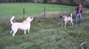 Kangal Bogusu Youtube