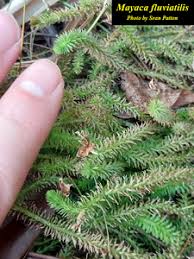 Image result for Mayacaceae