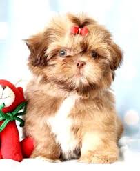 parlak tuylu seker kopek shih tzu kopek yavru kopek