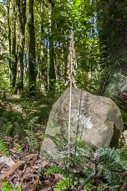 Image result for Gastrodia ballii