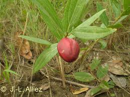 Image result for Anisophyllea boehmii