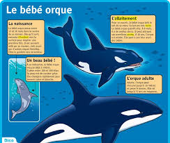 Epingle Par Eva Mladkova Sur Ecole Eveil Vie Animale Nom Des Animaux Mammiferes Marins