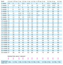 weight chart winsome toy poodles