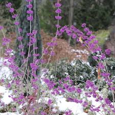 Image result for Callicarpa