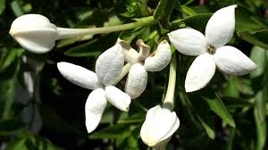 Image result for Bouvardia longiflora
