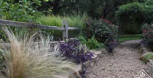 Image result for Melinis tenuissima