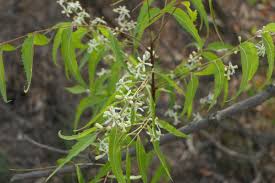 Image result for Azadirachta indica