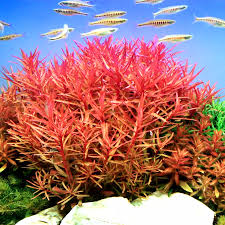 Image result for Nesaea crassicaulis